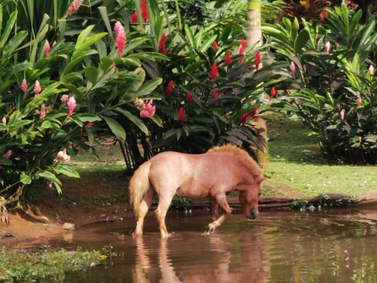 Blue River Resort & Hot Springs Liberia Luaran gambar